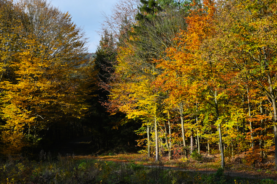 Autumn in southern Moravia