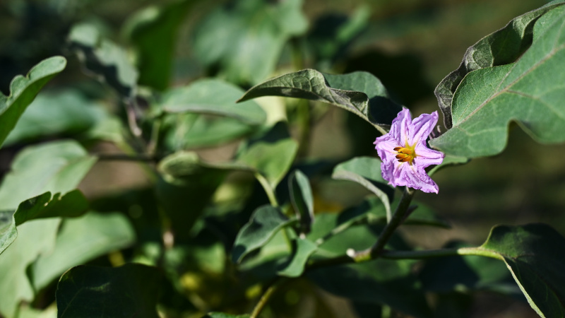 Eggplant flower in our garden