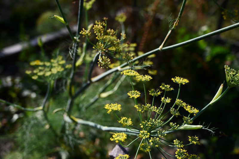 Fennel flower in our garden